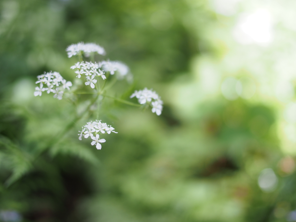 小さな花