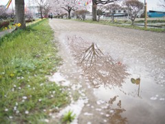 水たまりに桜咲く