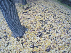 黄色の絨毯2