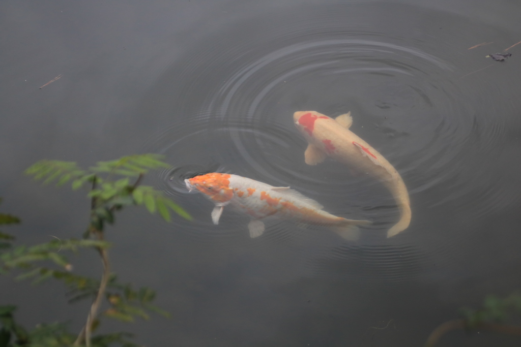 栗林公園の鯉