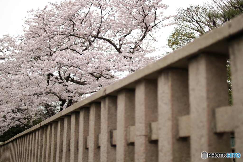 桜満開！