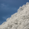 今朝の雪景色
