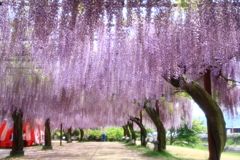 藤公園①