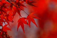 燃えるような紅葉