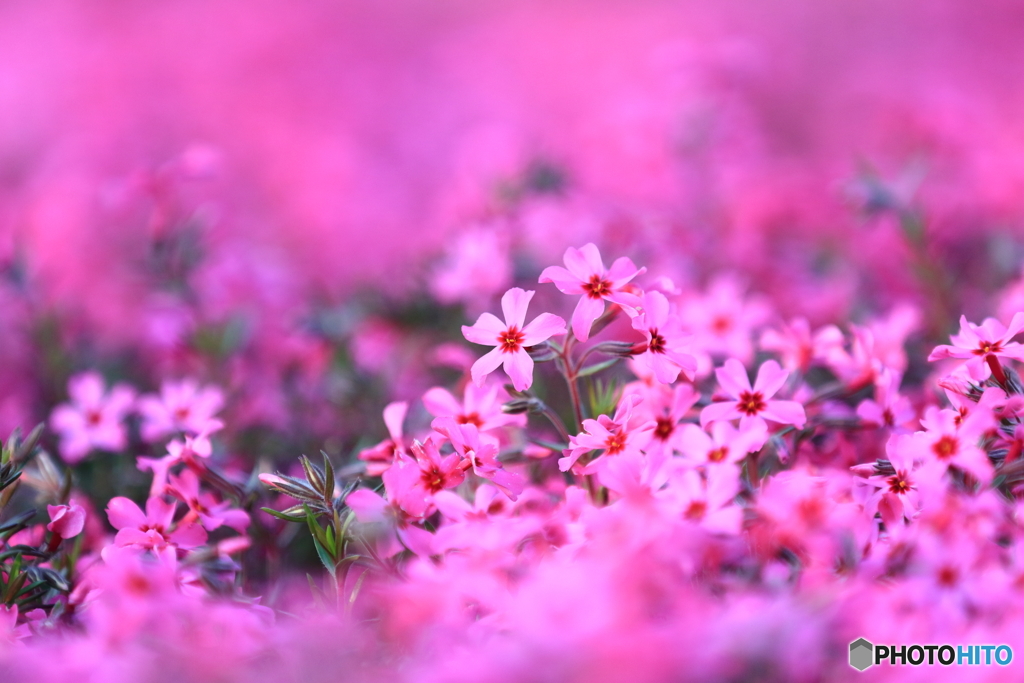 芝桜