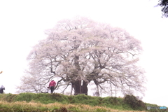 醍醐桜