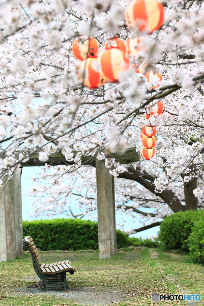 桜咲く公園