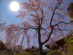 桜を求めて