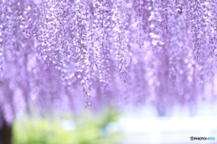 藤公園②