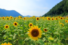 ひまわり畑