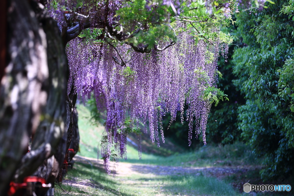 藤公園④