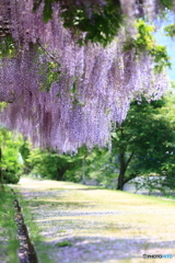 藤公園③