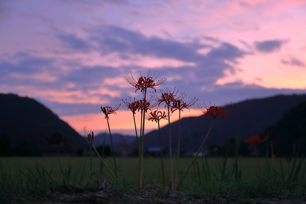 夕焼け空の曼珠沙華