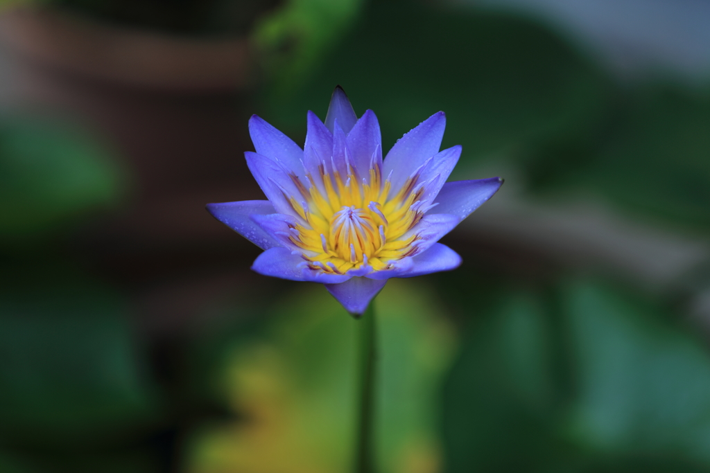 熱帯睡蓮