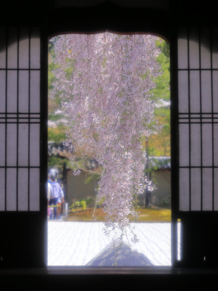 春のさくら旅①