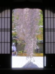春のさくら旅①