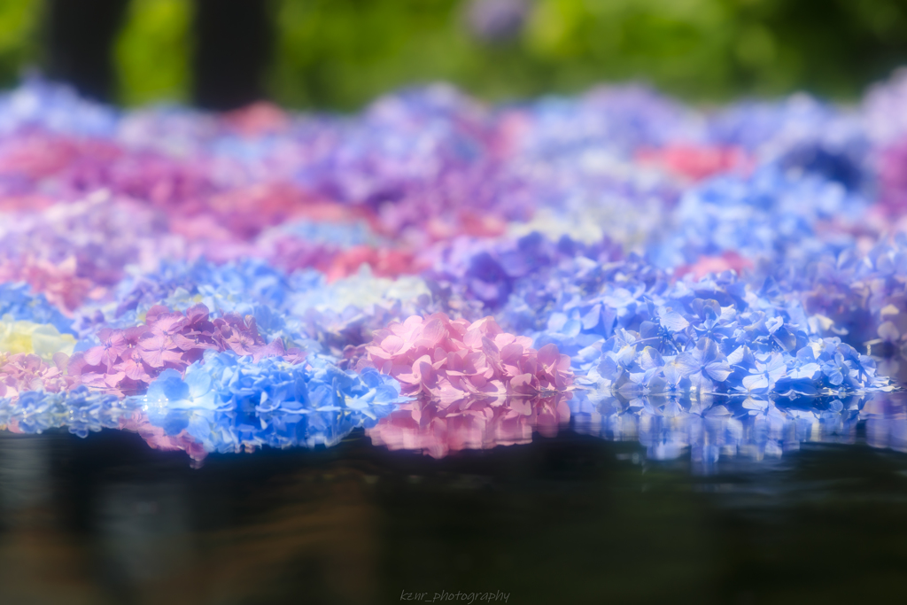 池に浮かぶ紫陽花
