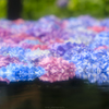 池に浮かぶ紫陽花