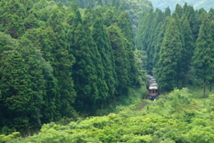 杉林の合間から