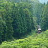 杉林の合間から