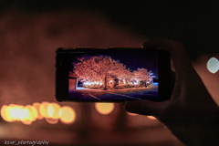 夜桜