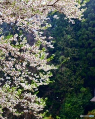 散りゆく醍醐桜
