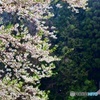 散りゆく醍醐桜