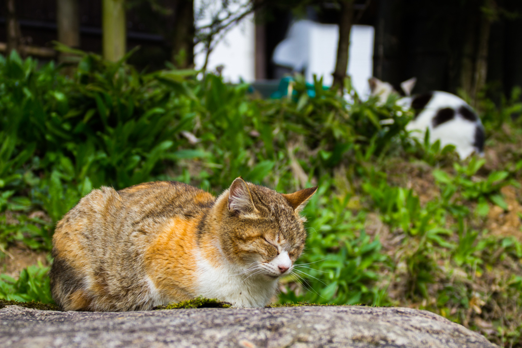 石の上にも三年