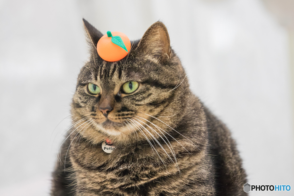 かがみもちねこ