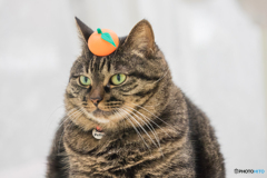 かがみもちねこ
