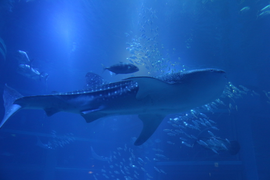 水族館