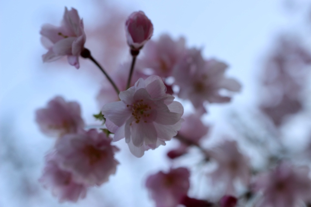 朝の桜