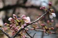 高瀬川の桜