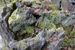 株