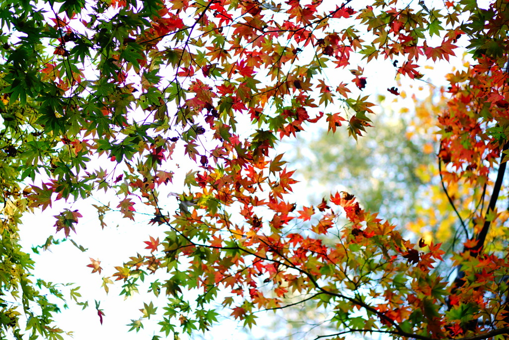 6634D42C-7827-417A-BEB7-B0792BFDB7BA