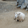 羊さんのふくみ笑い