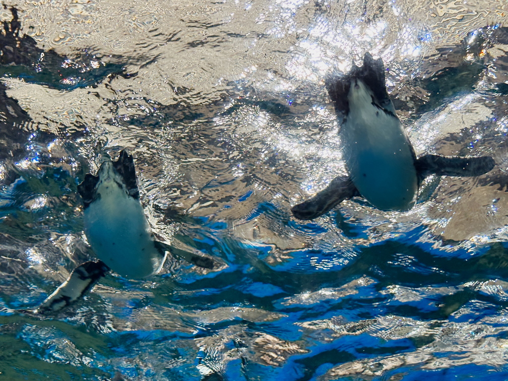 ケープペンギンのデート