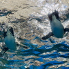 ケープペンギンのデート