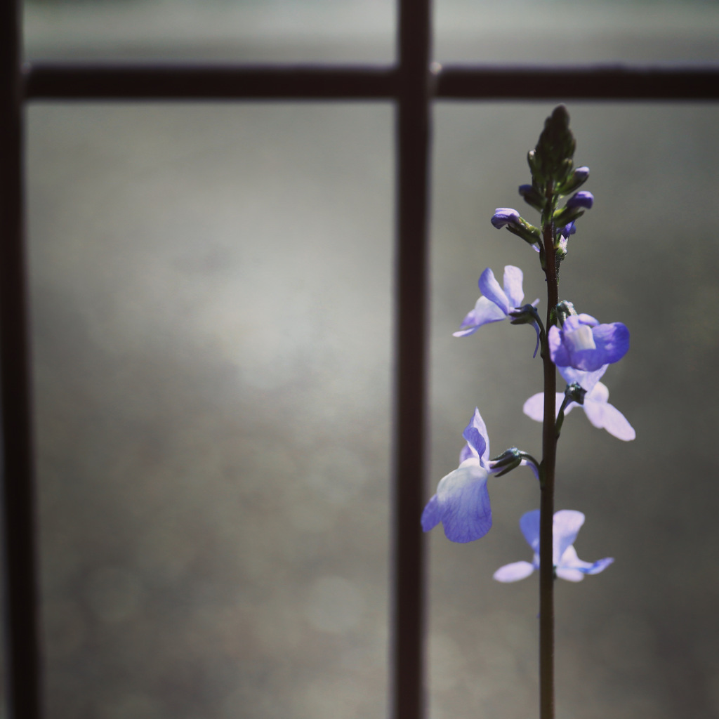 紫色の花