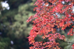 紅葉