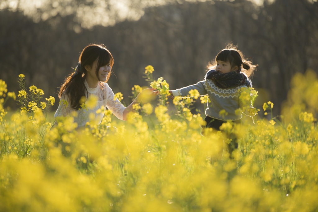 菜の花の約束