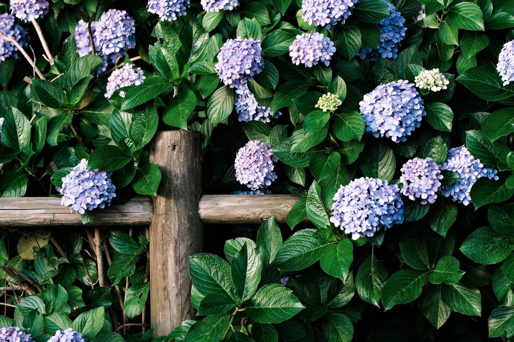 紫陽花