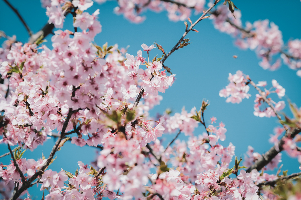 葉桜