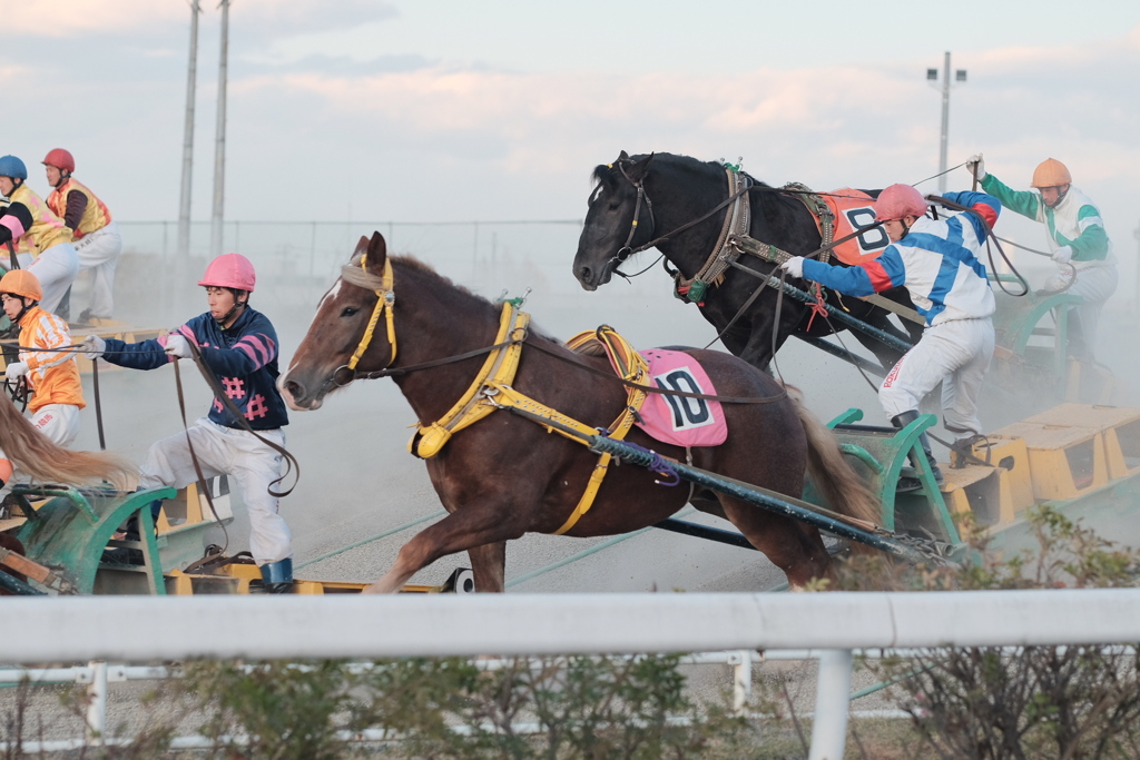 ばんえい競馬