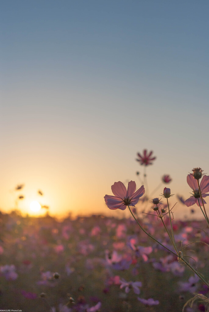 秋桜