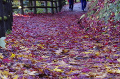 紅葉から落葉へ