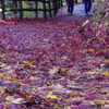 紅葉から落葉へ