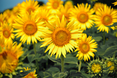 sunflower2024