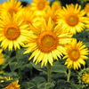 sunflower2024