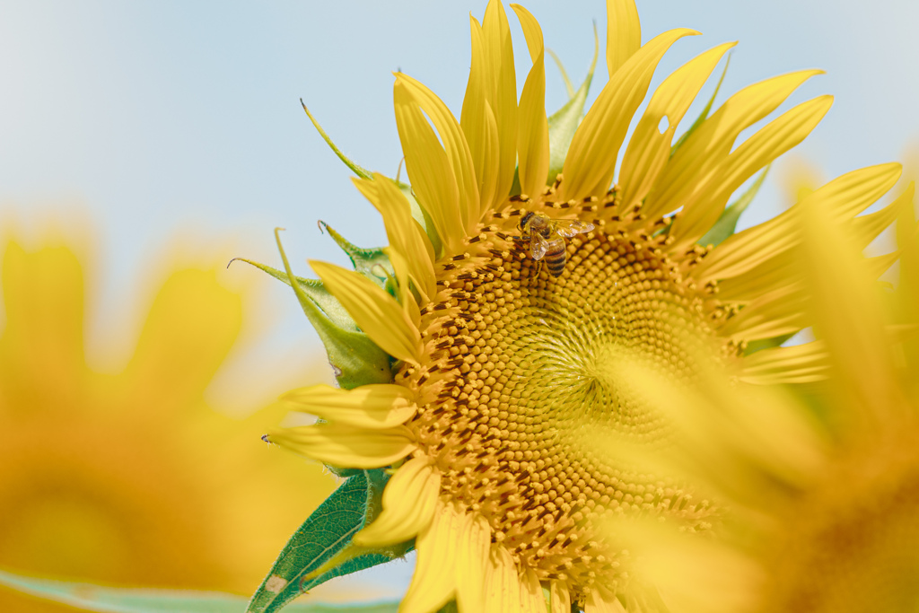 sunflower2024